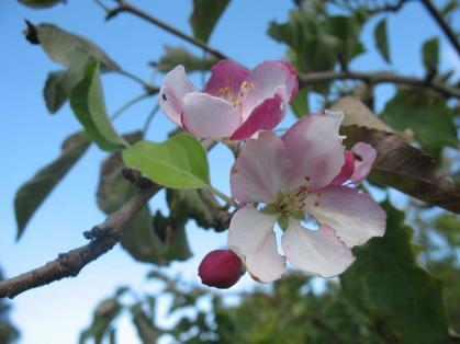 Ein Apfelbaum zum Reformationsjubiläum 
