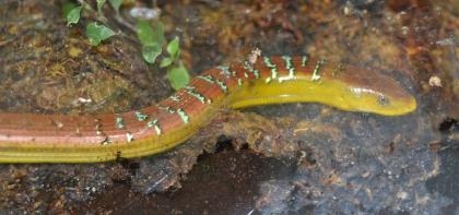 Männchen unseres Chinopusik-Pärchens (Ophisaurus harti)
