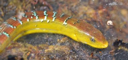 Männchen unseres Chinopusik-Pärchens (Ophisaurus harti)