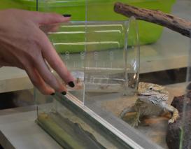 Die Bartagame wird gefüttert.