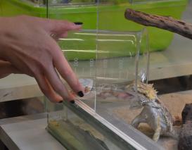 Die Bartagame wird gefüttert.