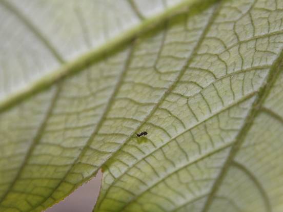 Azteca Ameise inspiziert ihren Cecropia Baum