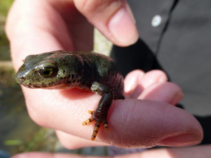 Bergmolchweibchen "Molly"