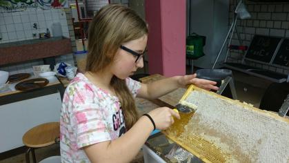 Bienen im Schulgarten