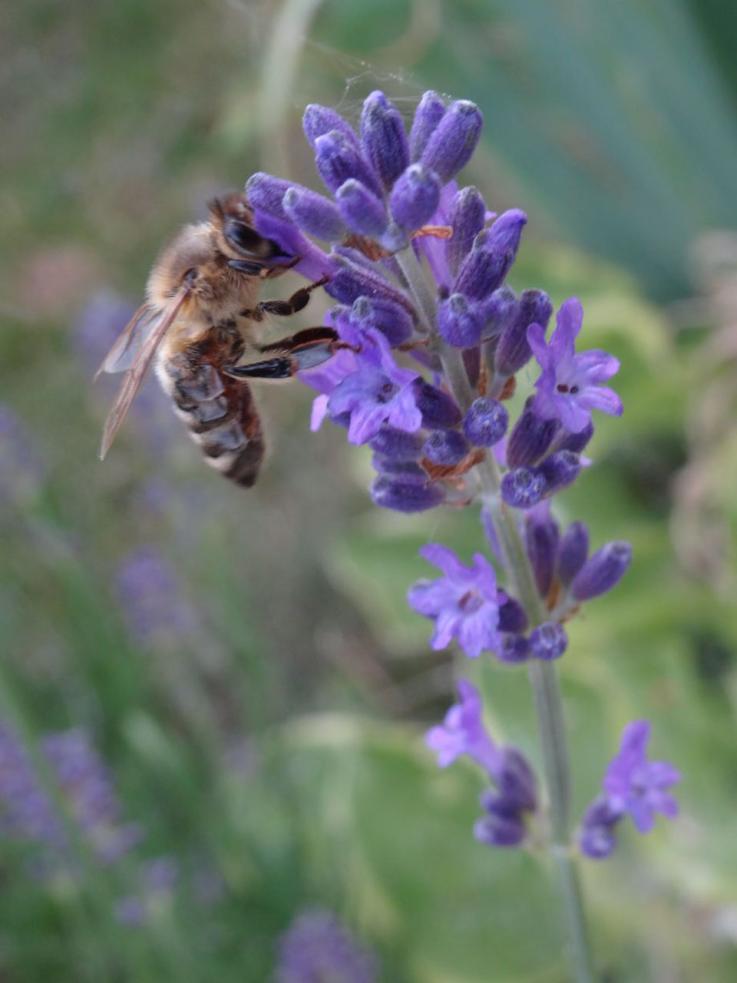 Bienen im Schulgarten