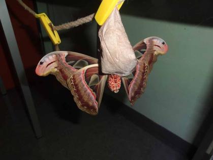 Atlasspinner im Vivarium geschlüpft!