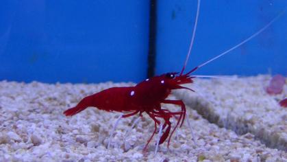 Farbenfroher Riffbewohner