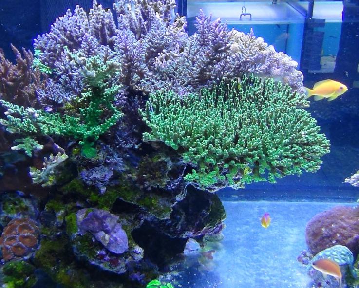 Riffbildende Steinkorallen