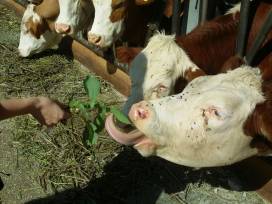 Schulgartengruppe fährt nach Plankstetten