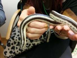 Vivarium überwindet Grenzen