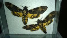 Präparat Totenkopfschwärmer: links Weibchen, rechts Männchen