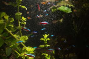Neue Fische im Vivarium