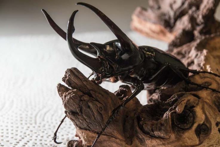 Riesen-Vierhorn-Käfer (Chalcosoma caucasus)