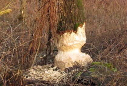 Dem Biber auf der Spur