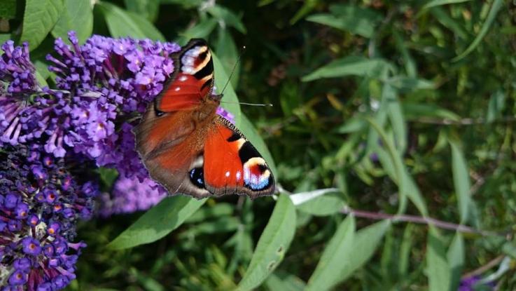 Wir wünschen allen einen schönen Sommer!