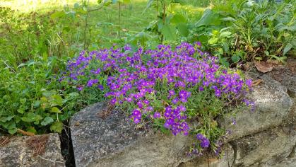 Frühling im Schulgarten