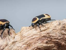 Nachwuchs im Vivarium!
