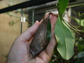 Die Raupe Nimmersatt: Der größte Schmetterling der Erde am Apian