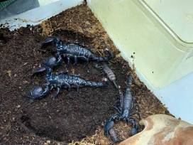 Kaiserlicher Nachwuchs