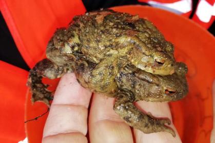 Wir schützen die Kröten!