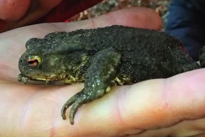 Wir schützen die Kröten!