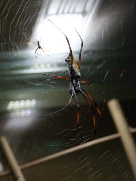 Erwachsenes Männchen und Weibchen der Seidenspinne