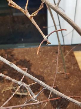 Ast-Mantis Suchbild (2 Stück)