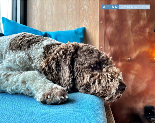 Rudi nach der Prüfung