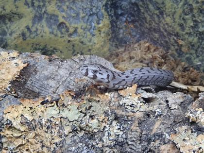 Frisch geschlüpfte Panzerschleichen