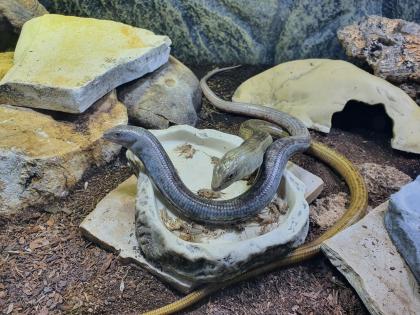 Heranwachsen der Panzerschleichen