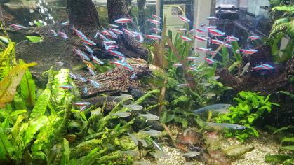 Neue Fische im Aquarium