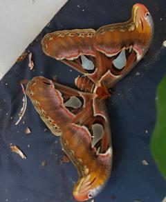 Erwachsener Atlasspinner