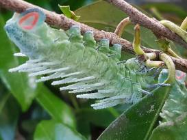 Die Raupe Nimmersatt: Der größte Schmetterling der Erde am Apian
