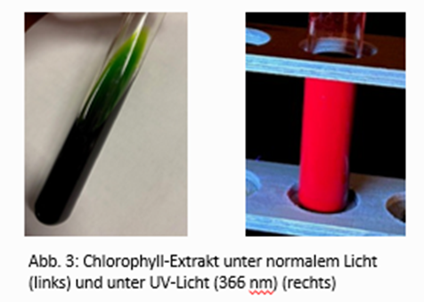 Chlorophyll-Extrakte