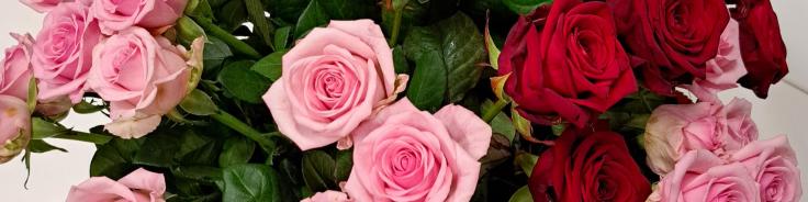 Valentinstag am Apian