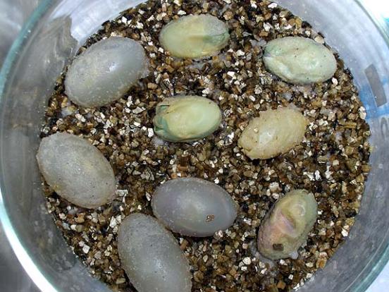 Jemenchamäleon-Gelege