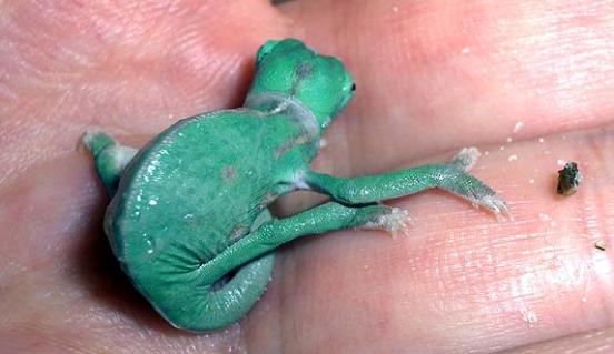 Chamäleon-Baby