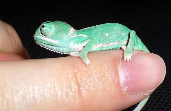 Jemen-Chamäleon-Babys im Vivarium!