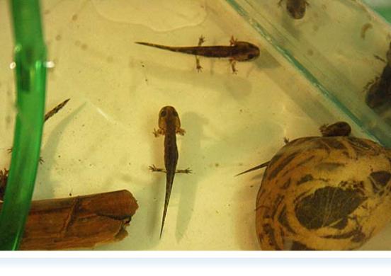 „Frühlingsgefühle“ im Vivarium: Nachwuchs bei den Feuersalamandern