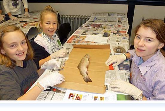 Biologieunterricht in der Klasse 6 a: Sezieren eines Fisches