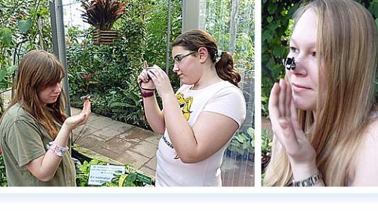 Faszination tropischer Schmetterlinge