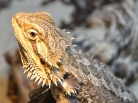 „Tiere im Unterricht“ an der Lehrerakademie in Dillingen